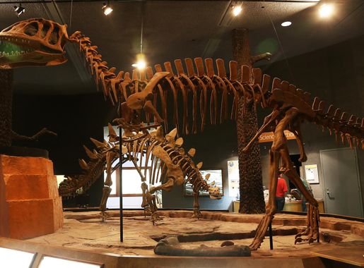 File:Yangchuanosaurus zigongensis.jpg - Wikipedia