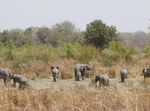 File:Parc national de la Pendjari-Eléphants (2).jpg - Wikimedia Commons