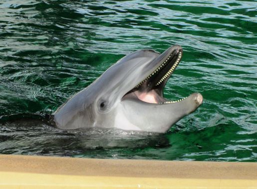 File:Bottlenose dolphin, Nicholas, Clearwater Marine Aquarium, Clearwater,  Florida 3.jpg - Wikimedia Commons