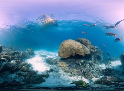 File:Heron Bommie SVII.jpg - Wikipedia