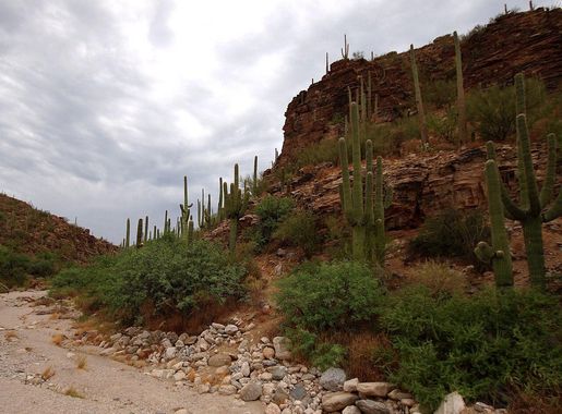 File:Sabino Canyon-27527-4.jpg - Wikimedia Commons