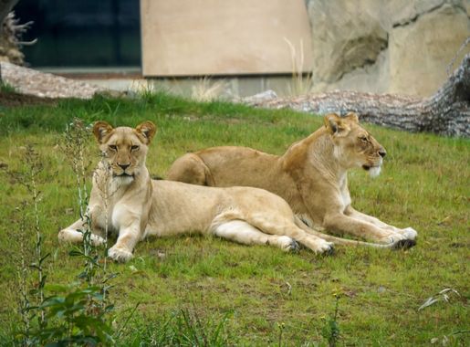 File:LionsFresnoZoo.jpg - Wikimedia Commons