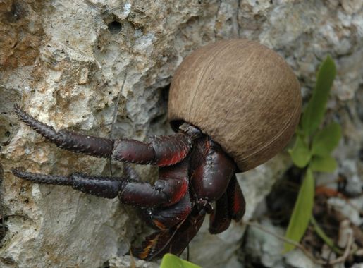 Henderson Island (Pitcairn Islands) - Wikipedia