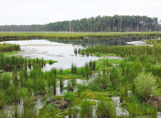 File:BlackwaterNWR.jpg - Wikimedia Commons