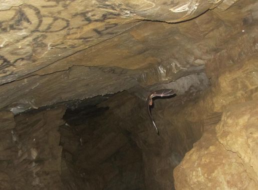 Mahendra Cave – Wikipedia