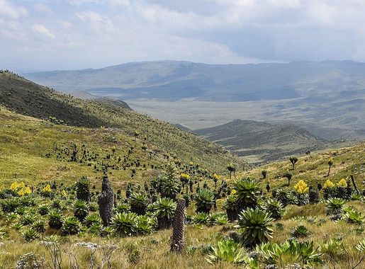 File:Aberdare National Park 7, Kenya.jpg - Wikimedia Commons