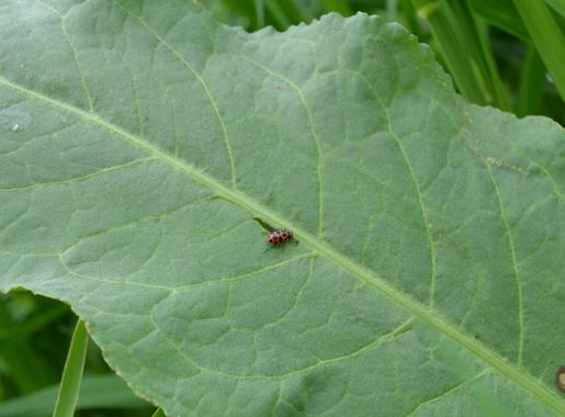 File:Ladybug on a Large Leaf.JPG - Wikimedia Commons
