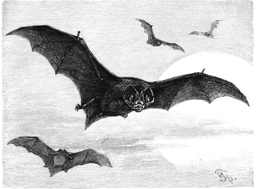 List of bats - Wikipedia