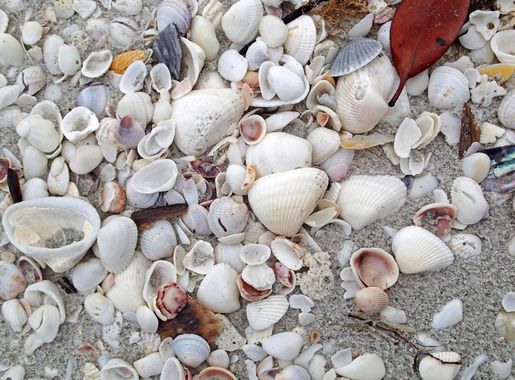 File:Mollusc shells on marine beach (Sanibel Inn Beach, Sanibel Island,  Florida, USA) 1.jpg - Wikimedia Commons