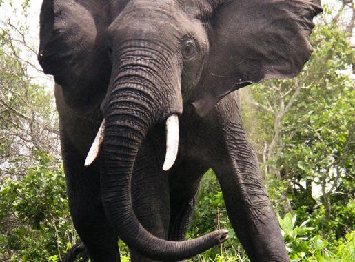 File:Elephant (25696217).jpeg - Wikimedia Commons