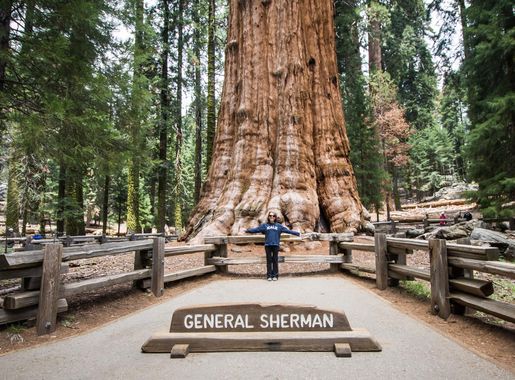 Fichier:The General Sherman tree - Sequoia National Park (33241877800).jpg  — Wikipédia