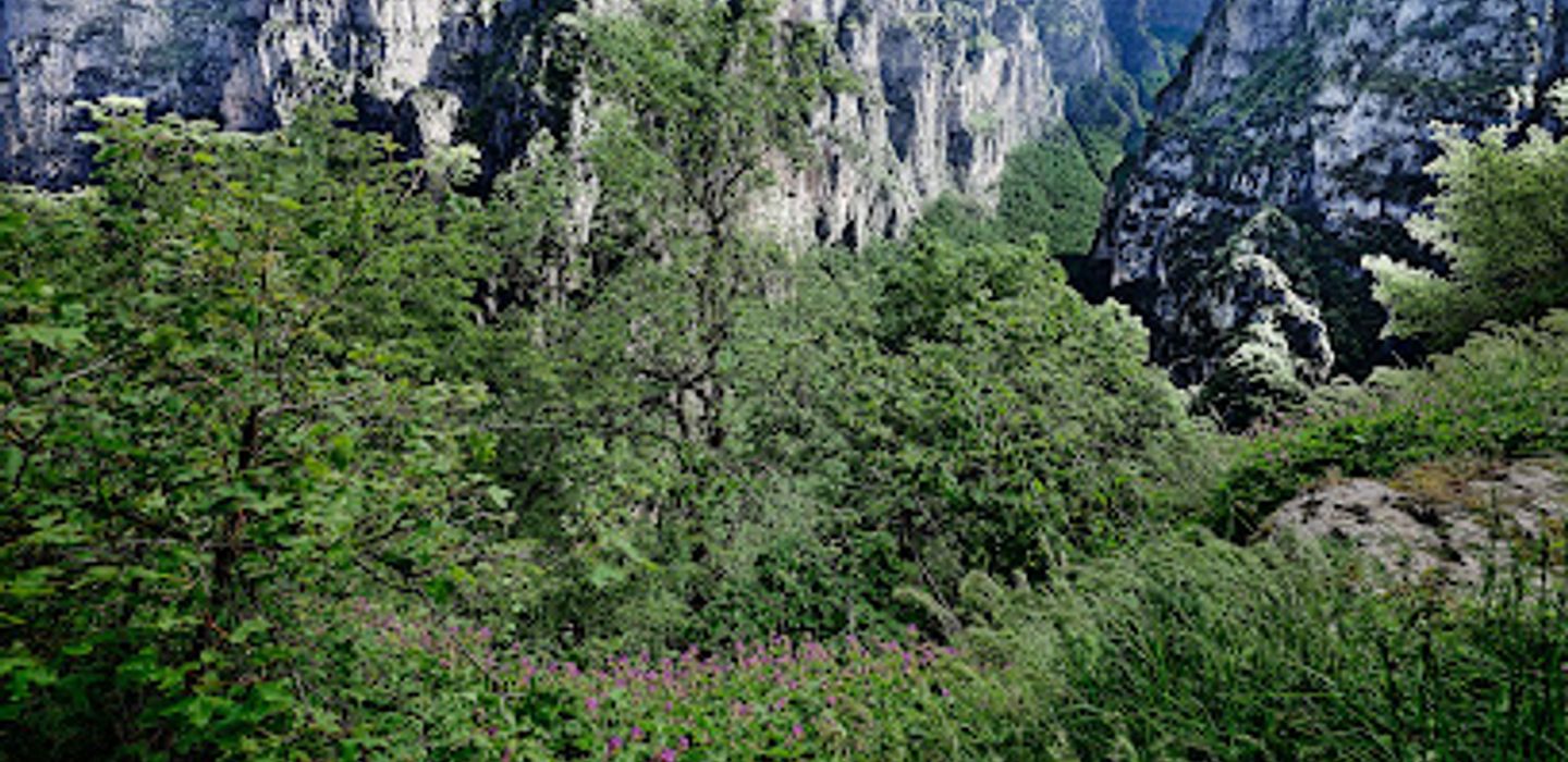Oxya Viewpoint