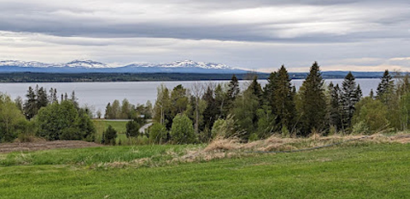 Moose Garden