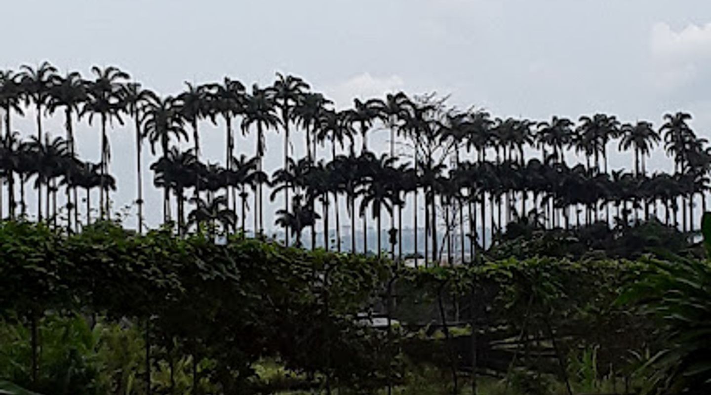 Finca Sampaka
