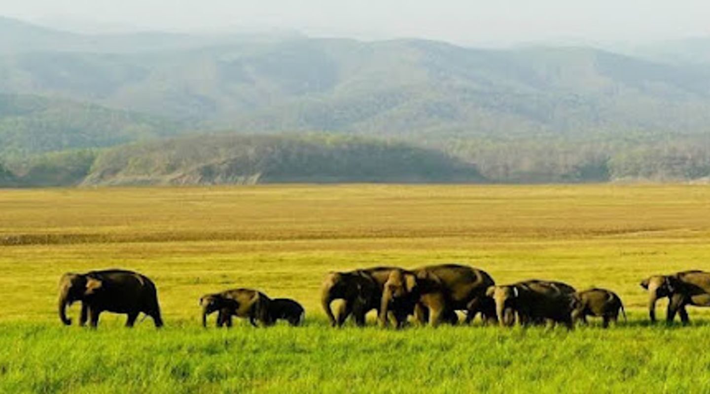 Manas National Park