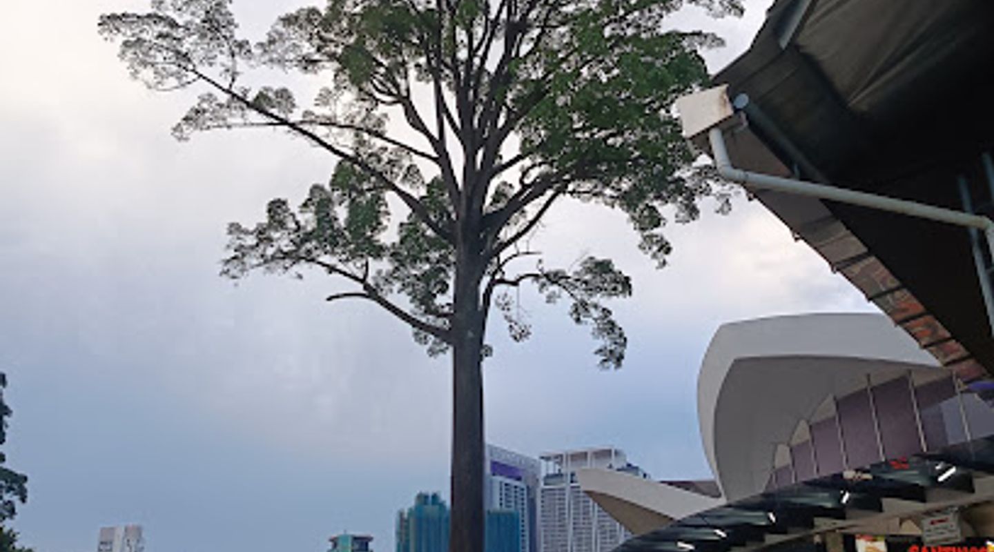 The Jelutong Tree