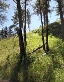 Attraction