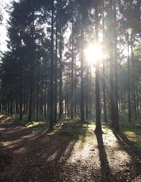 Attraction