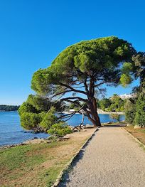 Attraction