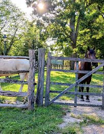 Attraction