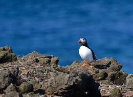 Puffin Viewing Site
