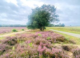 Ginkel Heath