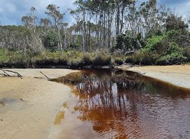 Tea tree lake