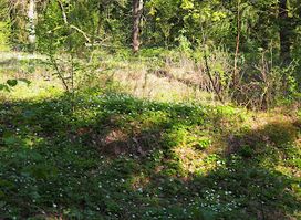 Cemetery of Jaćwingów Nature Reserve