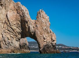 Whale Watch Cabo