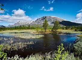 Skogshorn