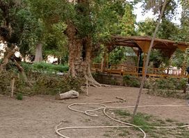 Plants Island Aswan