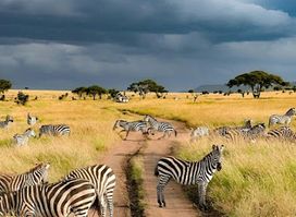 Macpace Tours & Safaris Ltd: Best African Safari Tour Company in Tanzania & Kilimanjaro Climbing Tour operator in Moshi
