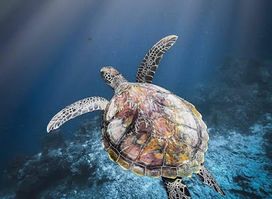Pelabuhan ke bunaken