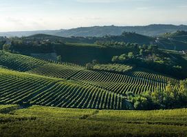 Associazione per il Patrimonio dei Paesaggi Vitivinicoli di Langhe Roero e Monferrato