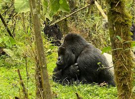 New Horizon Africa Safaris