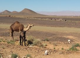 Sahara with locals