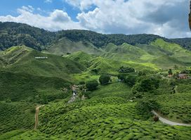 Bharat Tea Factory