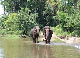 Yok Don National Park