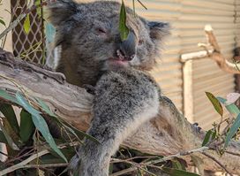WARRNAMBOOL WILDLIFE ENCOUNTERS (Bookings only)