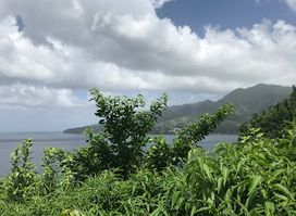 Rainforest Riding
