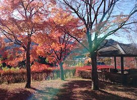 Nikkoshi Ogurayama Forest Park