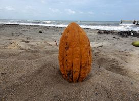 AJAW Chocolate LTD.