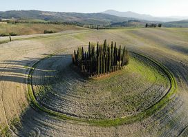 Cipressi di San Quirico d'Orcia
