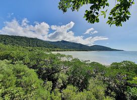 Kulki Rainforest Walk