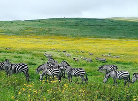 Kitulo National Park