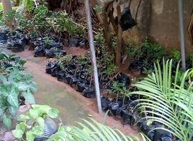 OGBONGE WOMAN (HORTICULTURIST)