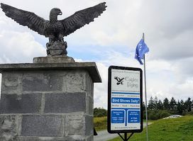Eagles Flying Ballymote Sligo