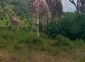 Samburu Intrepids