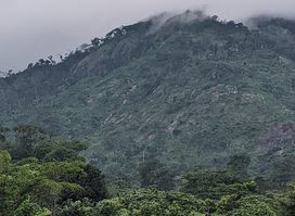 Afi River Forest Reserve