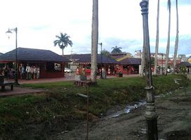 Palmtree Garden